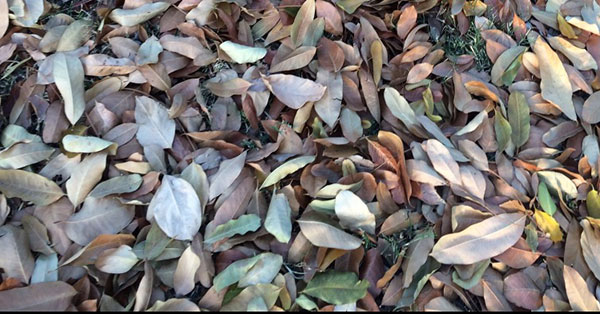 leaves