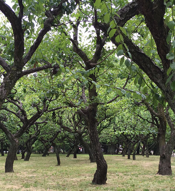 tree